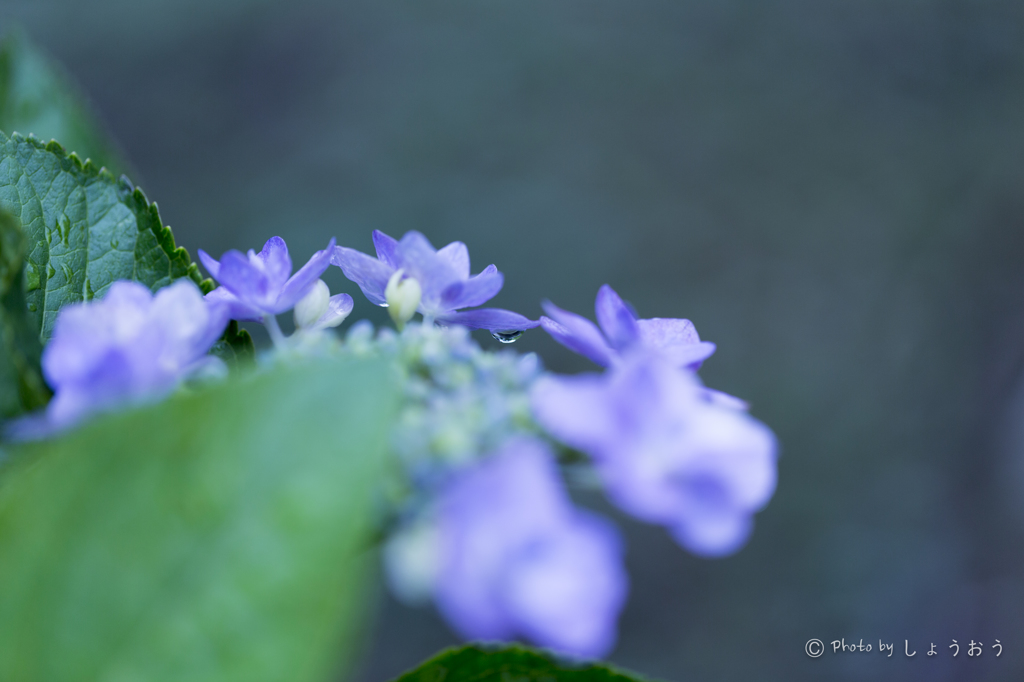 20160619)今年初の紫陽花_13