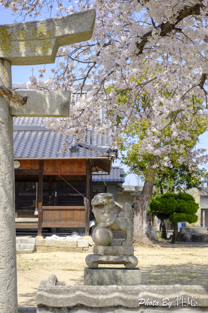 20180330)会社の近くの神社の桜-3