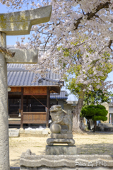 20180330)会社の近くの神社の桜-3