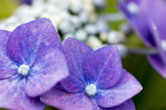 20140621)近所の紫陽花_16