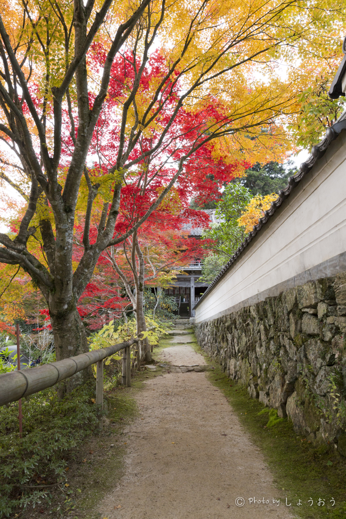 20161113)普門寺四季桜_17