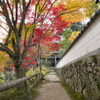 20161113)普門寺四季桜_17