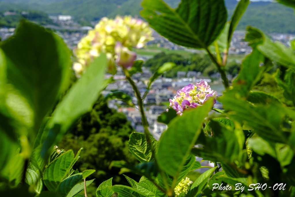 20190616)吉野山公園紫陽花-11