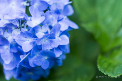 20160619)今年初の紫陽花_21