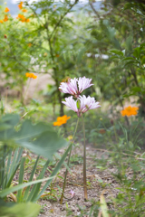 20160903)なんの花かわかりません。。。_3
