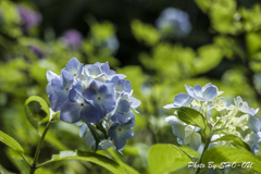 20190616)吉野山公園紫陽花-2