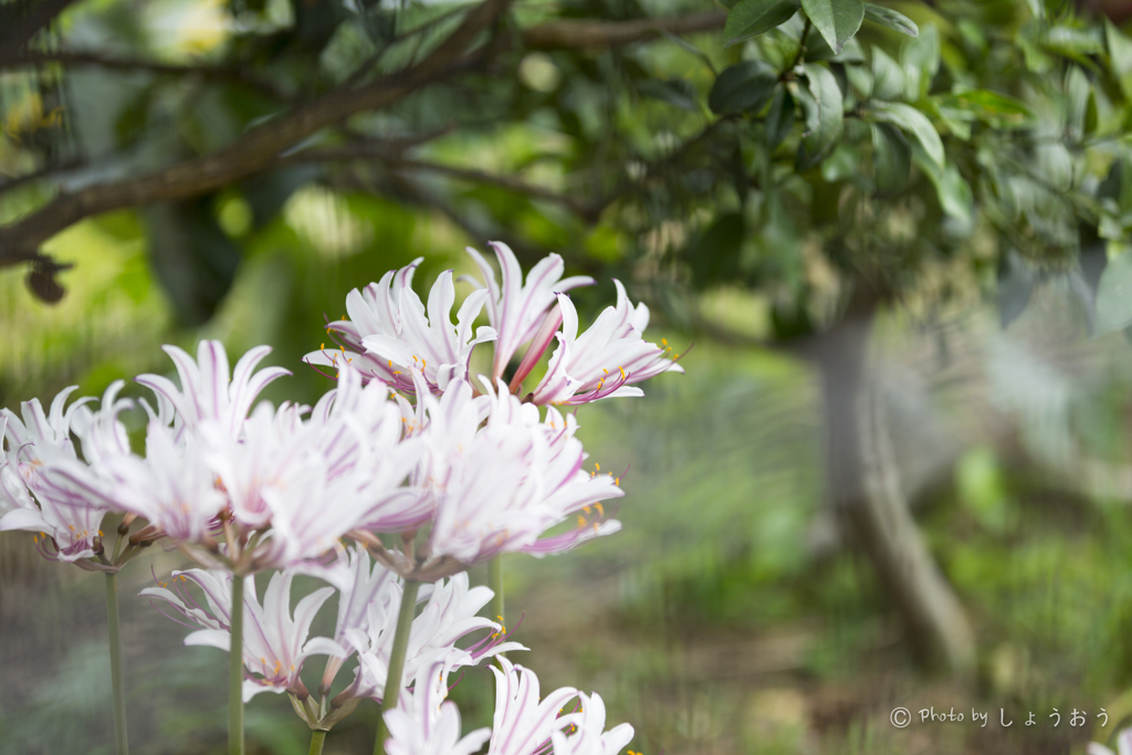 20160903)なんの花かわかりません。。。_5