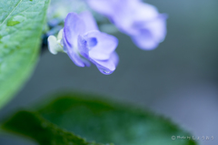 20160619)今年初の紫陽花_11