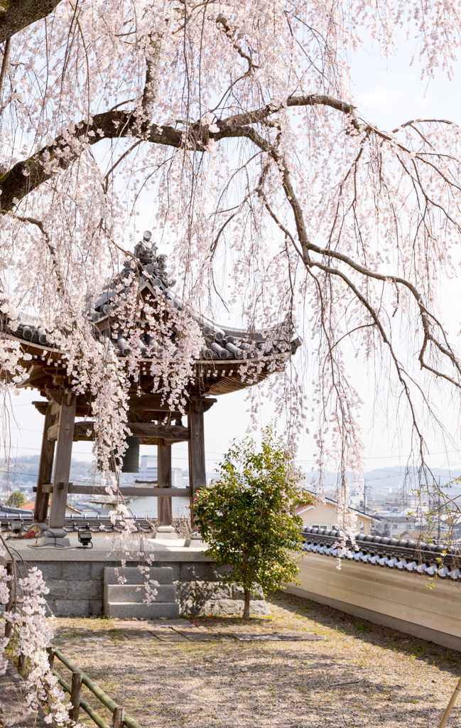 20150331)津山千光寺(枝垂れ桜)_2