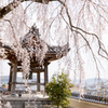 20150331)津山千光寺(枝垂れ桜)_2