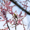 20150314)後楽園(初挑戦!!)3