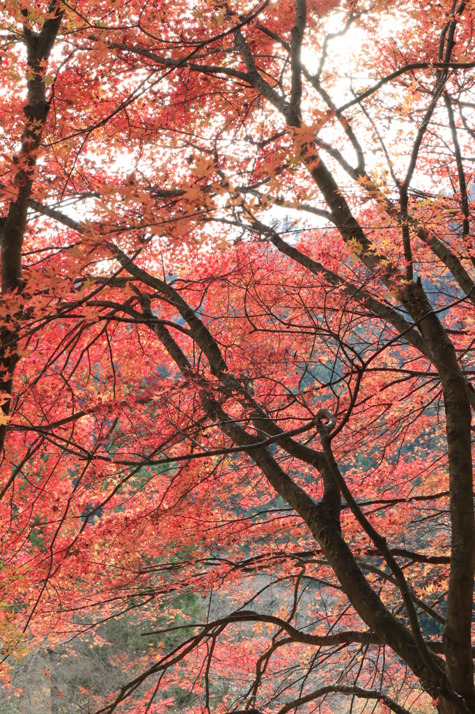 20141116)いっぷく亭と岩井滝周辺(撮って出し)_30