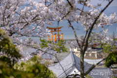 20180331)宮島In厳島神社にて-12