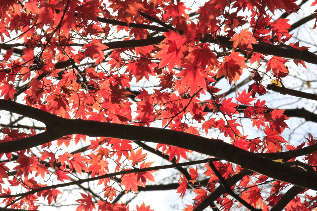 20141116)いっぷく亭と岩井滝周辺(撮って出し)_101