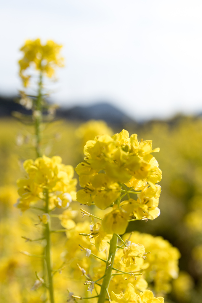 20150228)備中国分寺菜の花