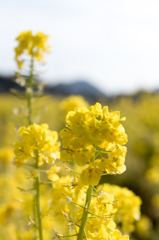 20150228)備中国分寺菜の花