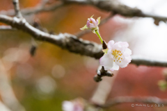 20161113)普門寺四季桜_30