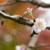 20161113)普門寺四季桜_30