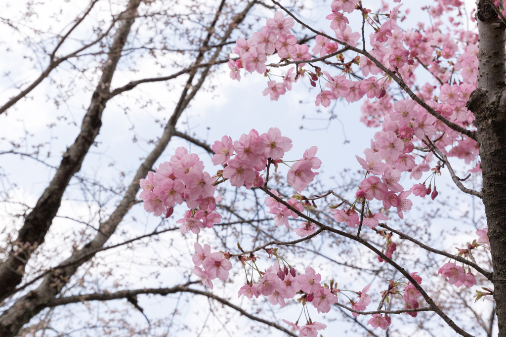 20150331)津山鶴山公園(桜)_1