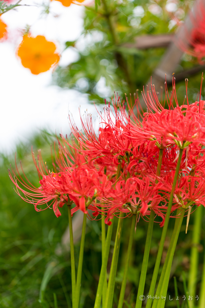 20150922)彼岸花(曼珠沙華)と秋桜_13