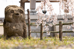 20150331)津山千光寺(枝垂れ桜)_3