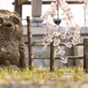 20150331)津山千光寺(枝垂れ桜)_3