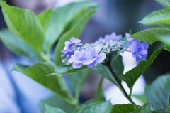 20160619)今年初の紫陽花_16