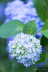 20160619)今年初の紫陽花_27