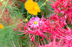 20150922)彼岸花(曼珠沙華)と秋桜_5