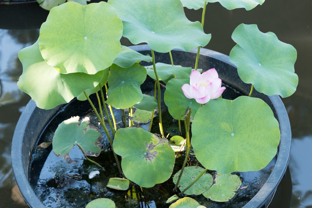 20140913)四国八十八箇所霊場巡り_37