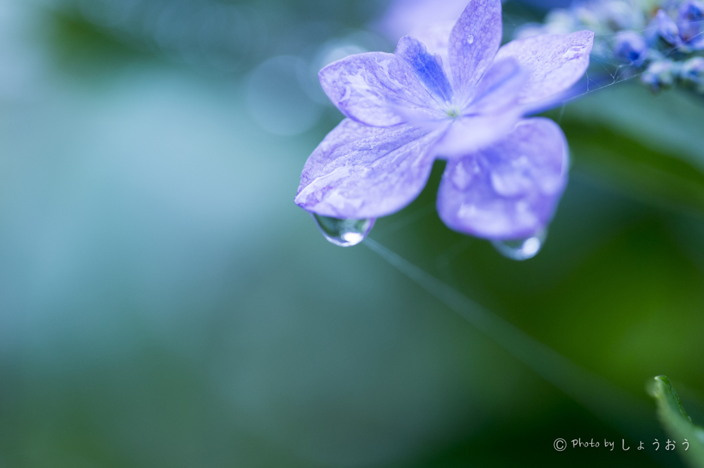 20160619)今年初の紫陽花_5