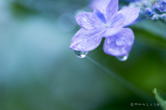 20160619)今年初の紫陽花_5