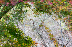 20151115)花の山寺「普門寺」散策(四季桜と紅葉)_10