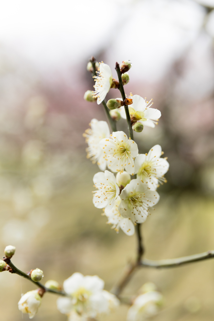 後楽園にて(ちょっと早まったか。。。)