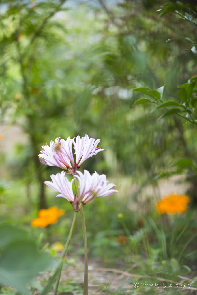 20160903)なんの花かわかりません。。。_2
