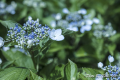 20190616)吉野山公園紫陽花-1