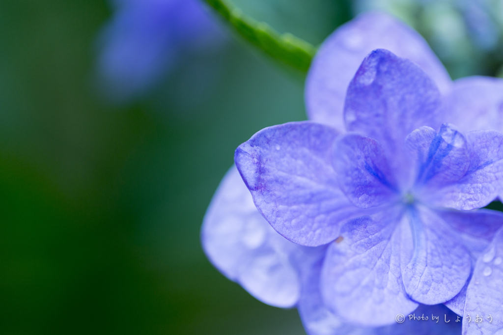 20160619)今年初の紫陽花_9