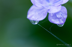 20160619)今年初の紫陽花_7