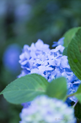 20160619)今年初の紫陽花_28