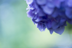 20160619)今年初の紫陽花_25