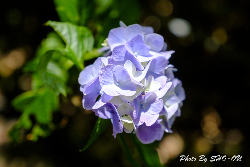 20190616)吉野山公園紫陽花-7