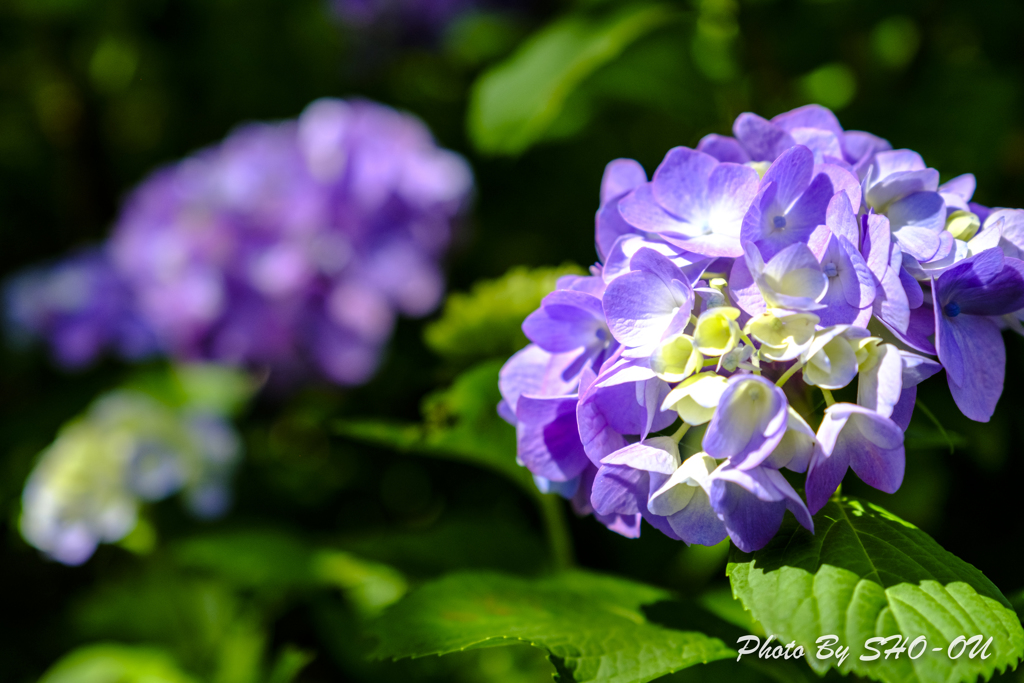 20190616)吉野山公園紫陽花-9