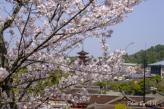 20180331)宮島In厳島神社にて-15