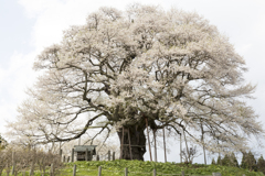 20170415)満開の醍醐桜