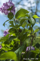 20190616)吉野山公園紫陽花-5