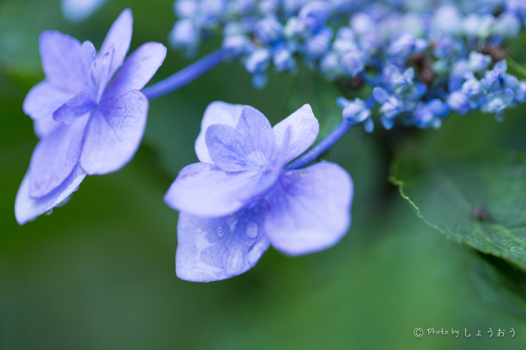 20160619)今年初の紫陽花_3