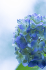 20160619)今年初の紫陽花_23