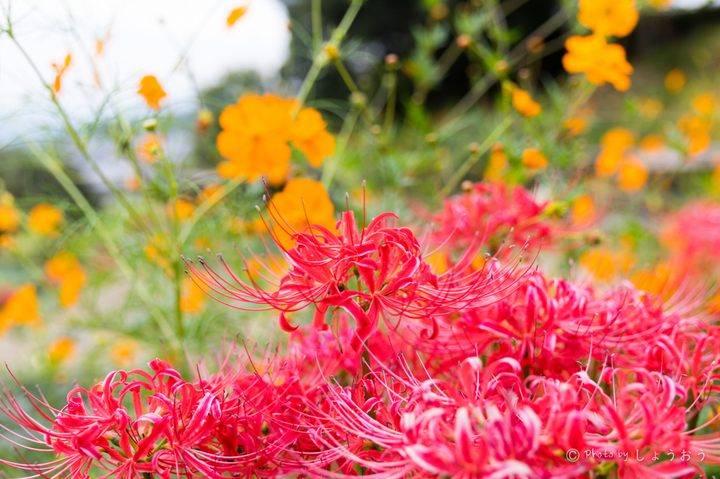 20150922)彼岸花(曼珠沙華)と秋桜_1