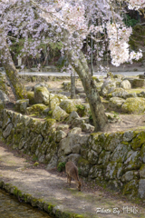 20180331)宮島In厳島神社にて-22