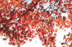 20141116)いっぷく亭と岩井滝周辺(撮って出し)_91
